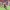 Player scores a try in the Challenge Cup