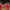 FC Heidenheim celebrate after scoring in Bundesliga and DFB Supercup