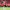 Chivas player strikes ball