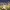 Club America players celebrate scoring a goal